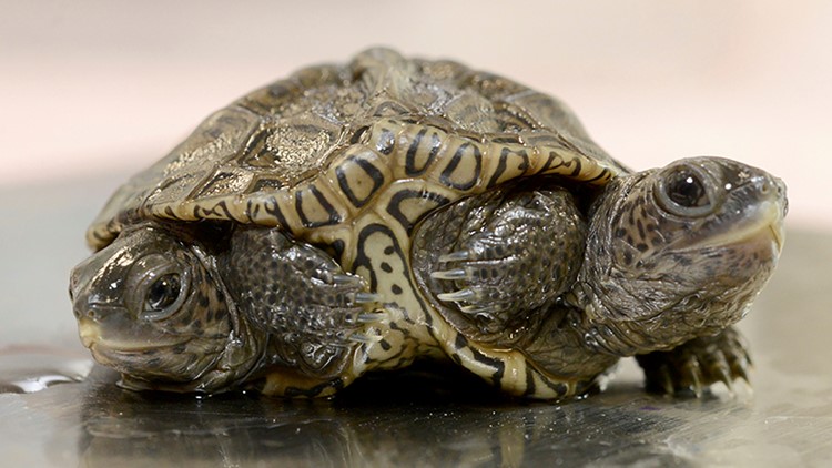 This 2-headed turtle is named after the stars of a popular sitcom