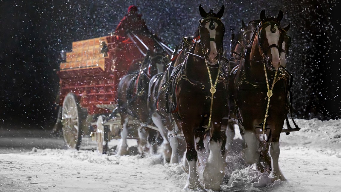 Budweiser Super Bowl ad 2024 Clydesdales, Labrador return