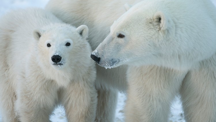 Woman injured by polar bear on Norway’s Svalbard Islands