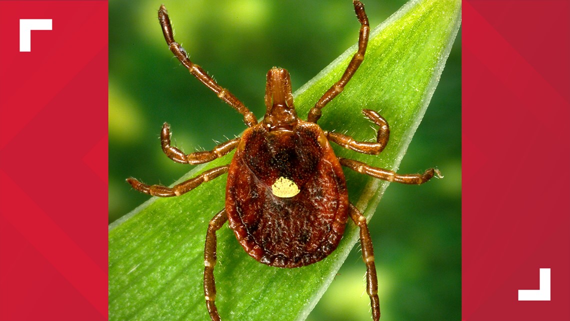 CDC: Red meat allergy caused by tick bites becoming more common | fox61.com