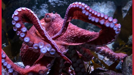 Octopus Ran Ghost, beloved giant octopus, dies caring for her young at California ...