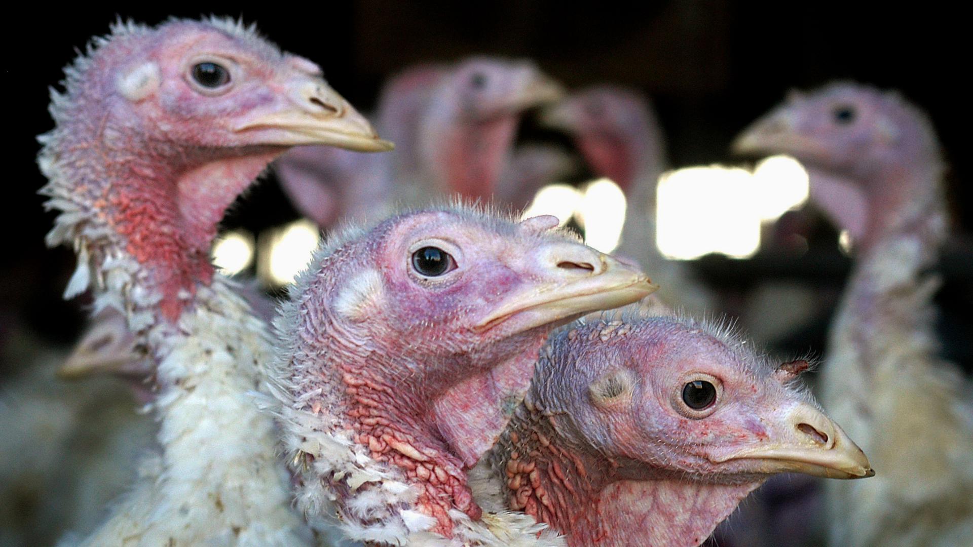 This is Iowa's fifth report of bird flu within poultry in 2024, and the second case in three days.