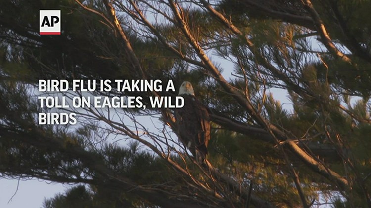 Bird flu is taking a toll on eagles, wild birds