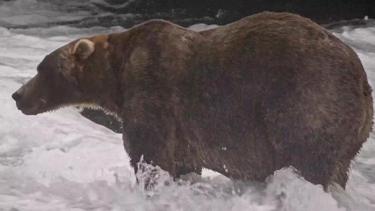 Gentle giant Backpack declared winner of Alaska's Fat Bear Week