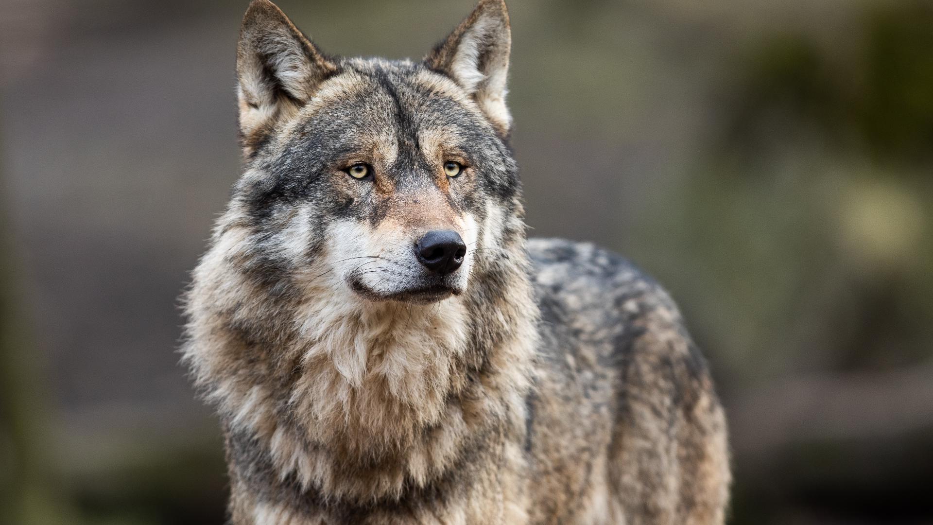 President Trump orders review of protections for gray wolves and Mexican wolves