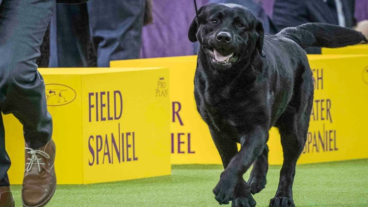 New data shows top dog breeds of 2026
