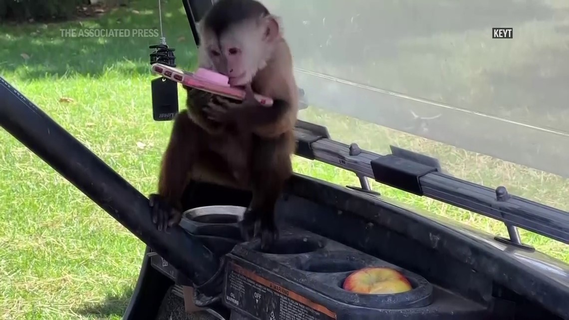 Monkey dials 911 from California zoo | wnep.com