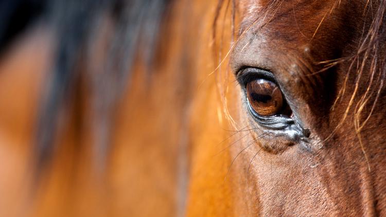 Teenage competitor accused of stabbing 3 horses at Las Vegas barrel racing show