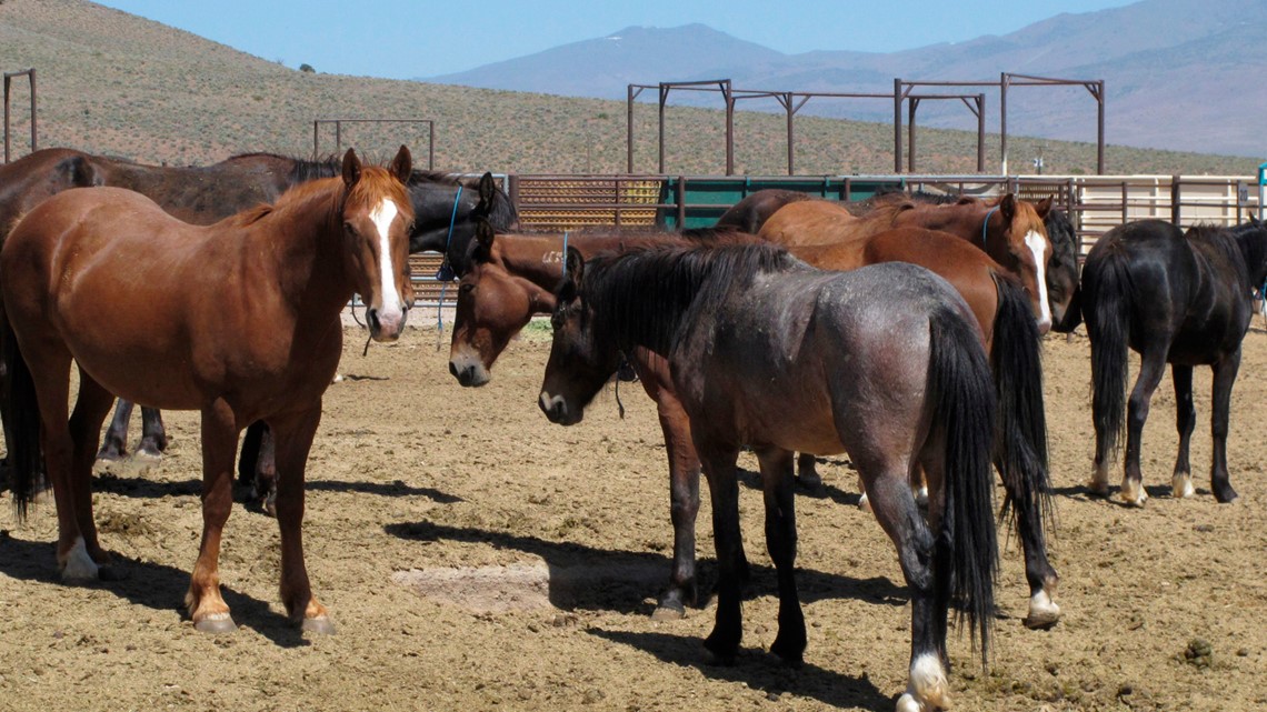 Wild horses holding pen faces lawsuit from animal rights group - Vimarsana News