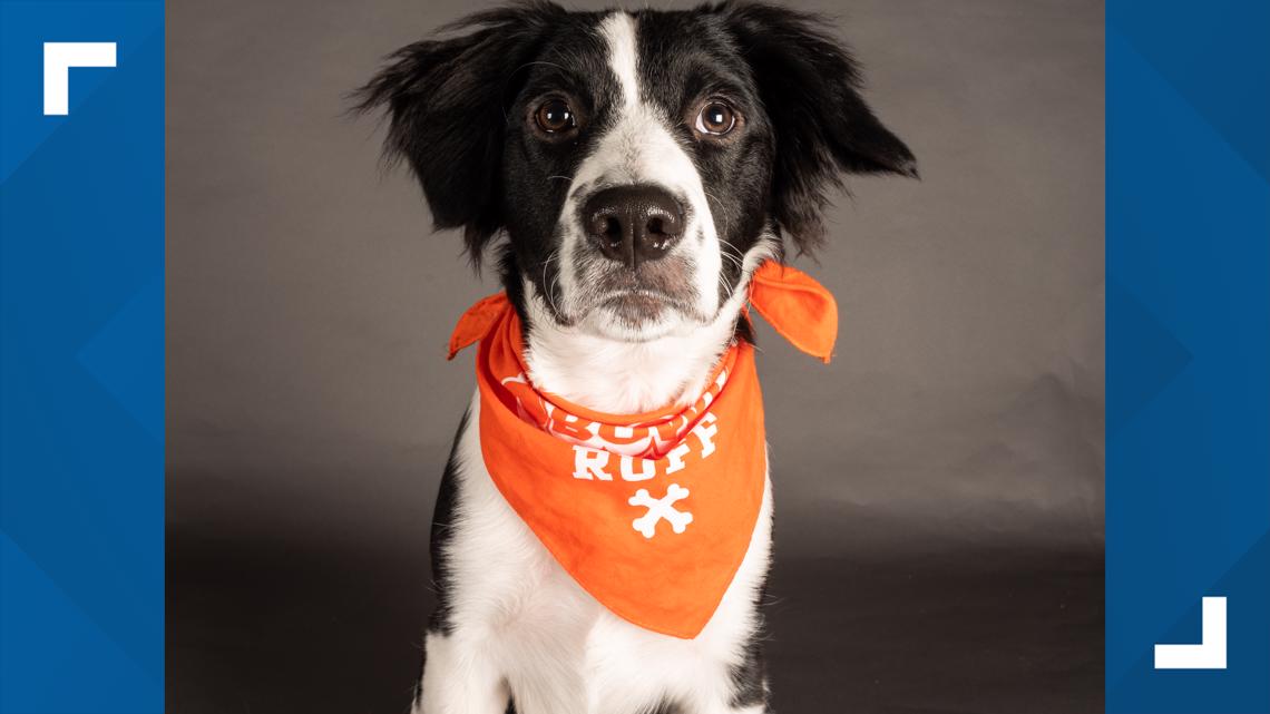 Puppy Bowl 2022 Photos: Meet the Adorable, Adoptable Starting Lineup