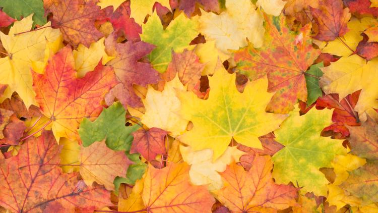 How persistent drought is impacting fall foliage colors across the United States