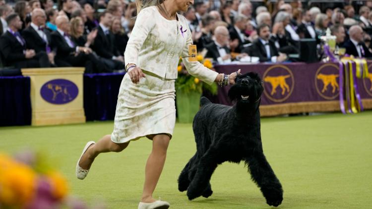 Westminster Dog Show names Monty the giant schnauzer best in show