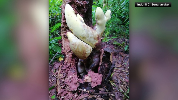 Giant 'D-rex' fungus found in China belongs to family dating back 65 million years