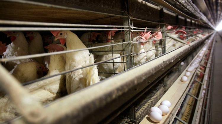 With chicken prices soaring, Sanderson Farms sold for $4.5B