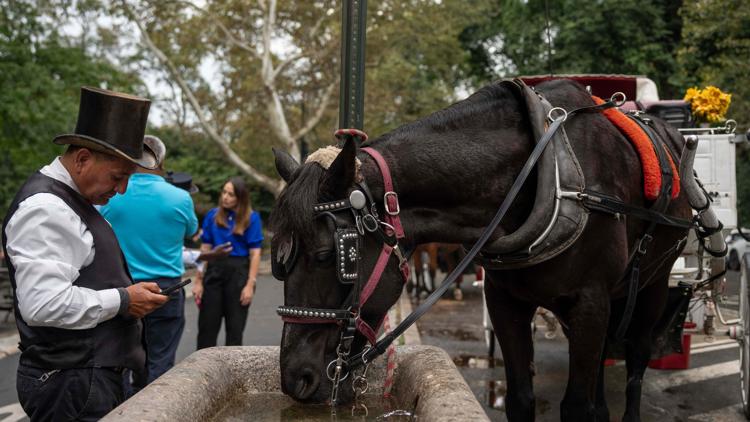 New York City Council passes ban on horse-drawn carriages, drivers fear for their livelihoods