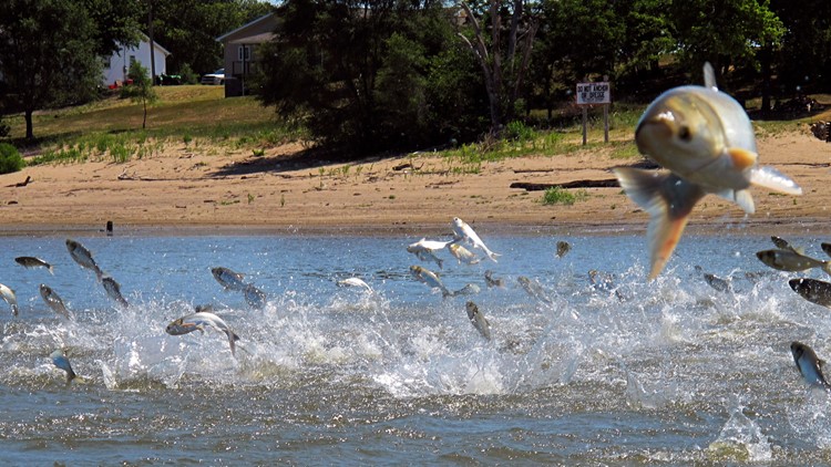 Invasive carp get an image makeover in Illinois