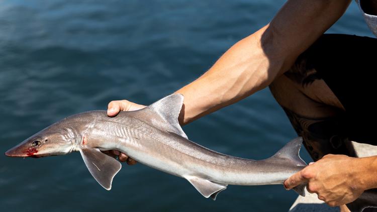 Mystery surrounds NJ beach where dozens of dead sharks washed up without explanation