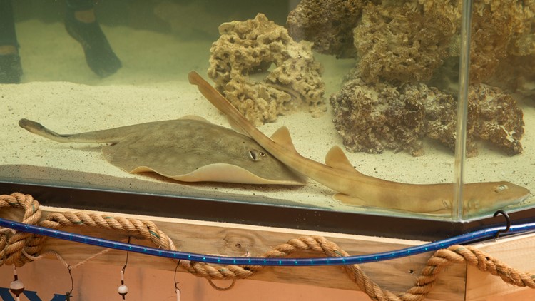 Mystery stingray pregnancy surprises aquarium