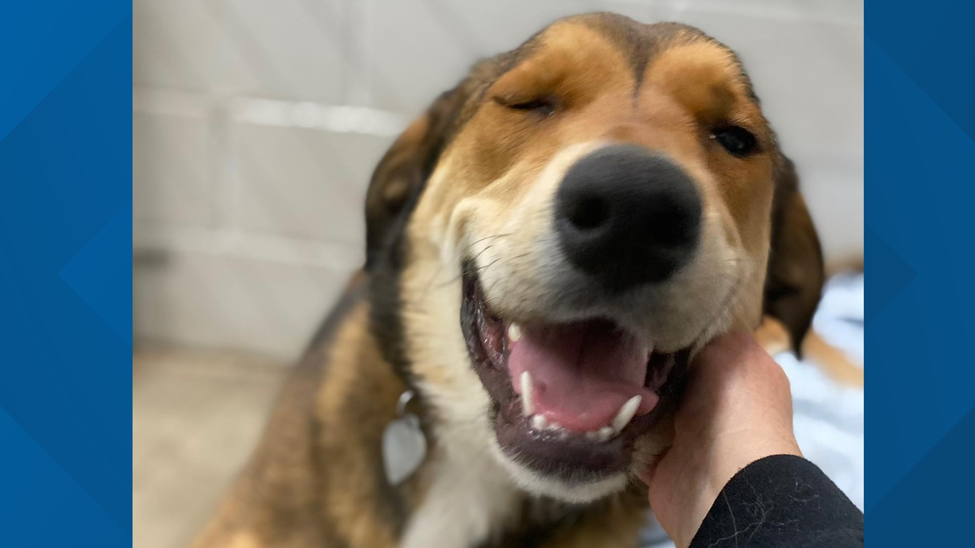 Lost rescue dog returns to Texas shelter, rings doorbell