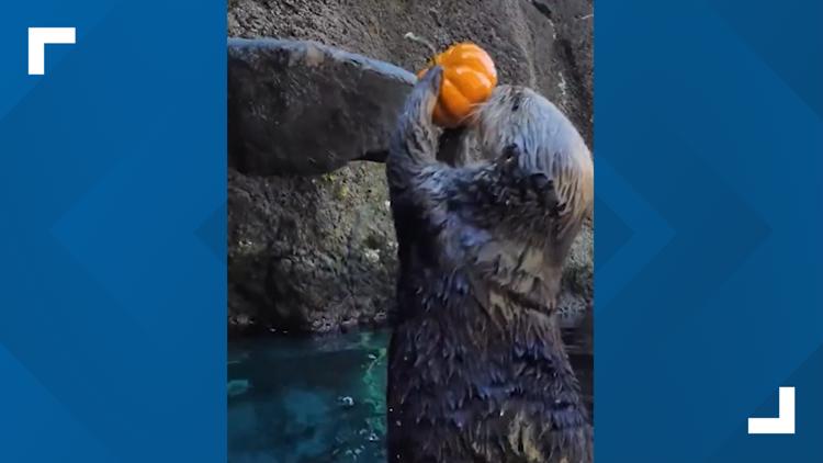 WATCH: Oregon Zoo otters get in the Halloween spirit by slam-dunking mini pumpkins