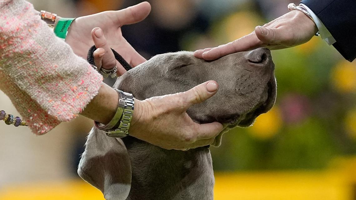 A Weimaraner, named Sophia, competes in the 150th Westminster Kennel Club Dog Show, Tuesday, Feb. 3, 2026, in New York. (AP Photo/Yuki Iwamura)