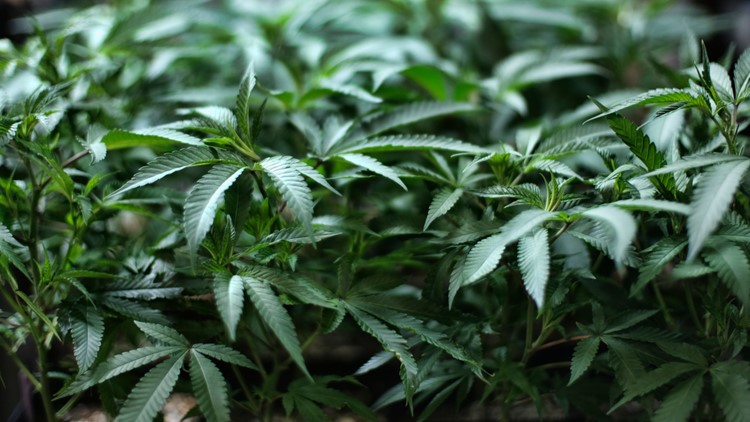 House of Representatives to hold historic vote to decriminalize marijuana