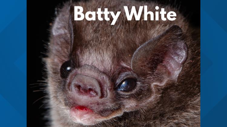 Batty White, Chappell Flown, Ryan Goswing: Meet the creatures bat-tling for your votes in the 2026 Bat Beauty Contest