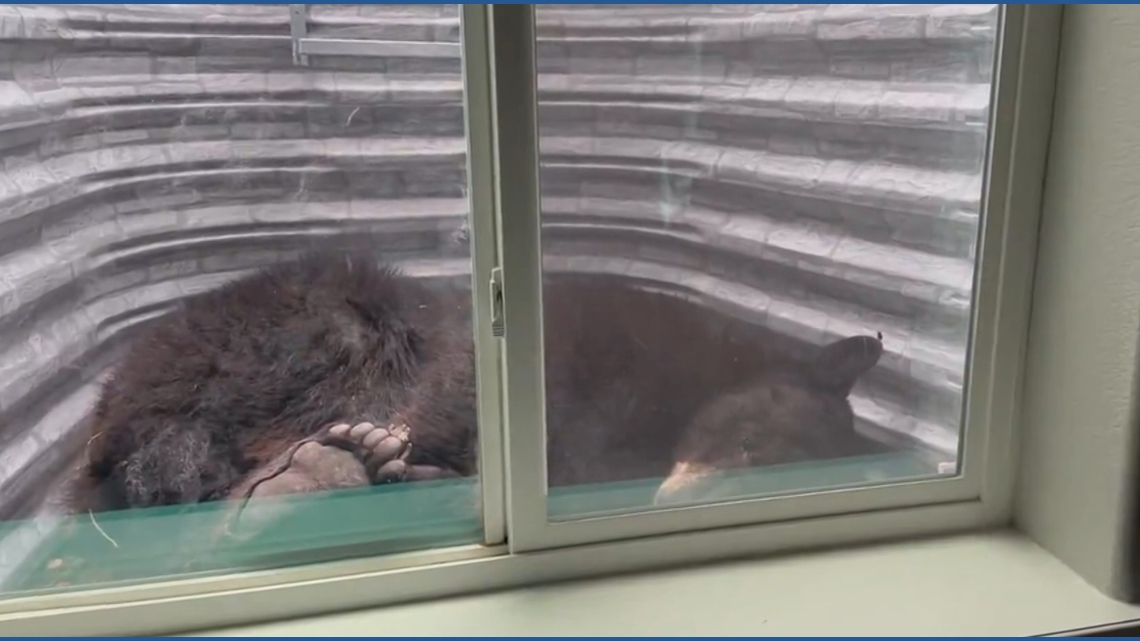 'Very surreal': Colorado woman surprised by 250-pound bear napping in window well