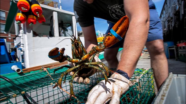 Canada drops tariffs on US seafood and fish products, including lobster, amid trade tensions