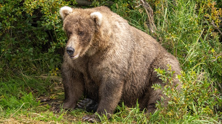 Grazer wins 2023 Fat Bear Week contest