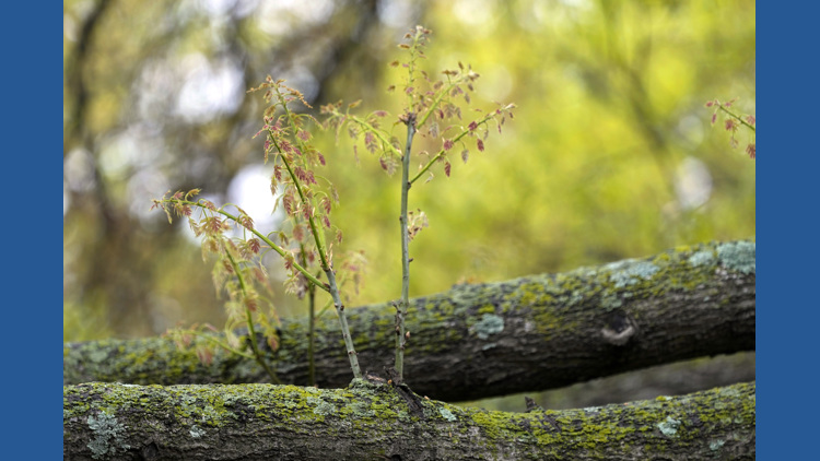 Longer growing season means more pollen — and more misery