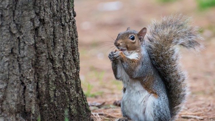 Squirrel causes power outage affecting thousands of customers in Colorado