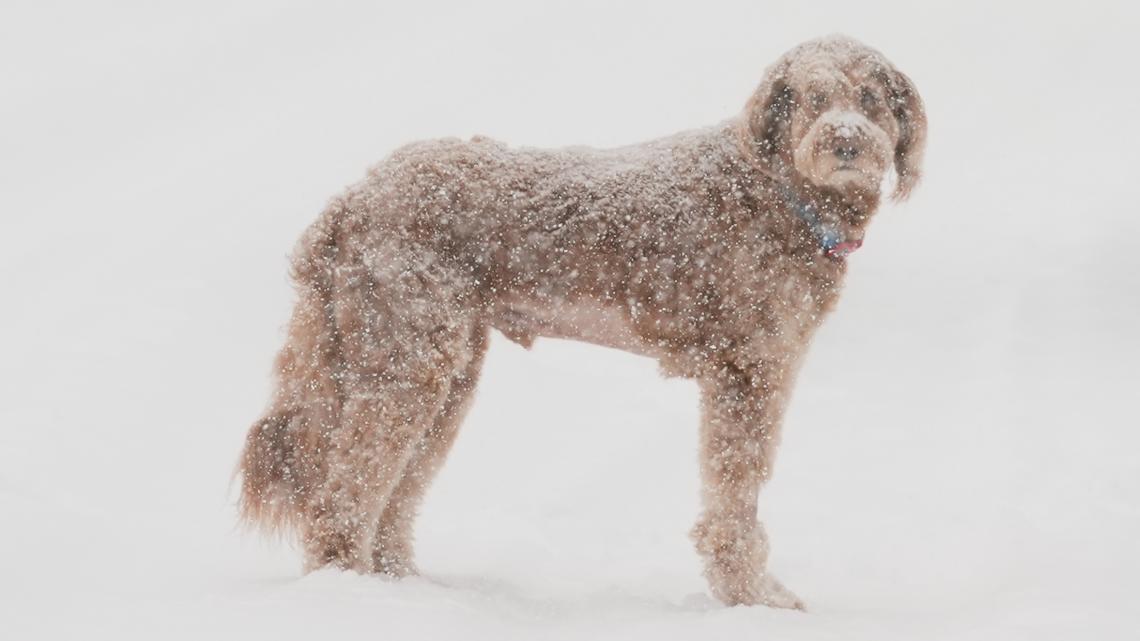 Snow comes down on a dog as traffic is backed up along interstate 80 during a storm Thursday near Soda Springs, Calif. (AP Photo/Godofredo A. Vásquez)