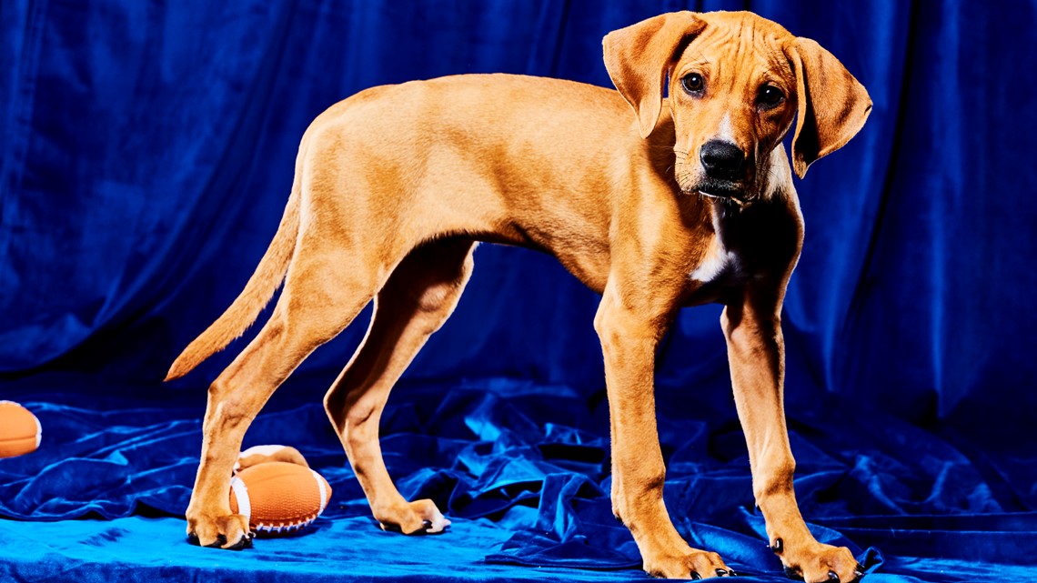 How to watch Iowa puppies in the 2023 'Puppy Bowl' on Animal Planet