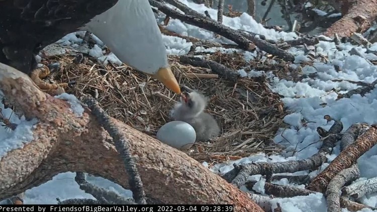 Bald eagles care for newly-hatched chick in snowy California nest, caught on video