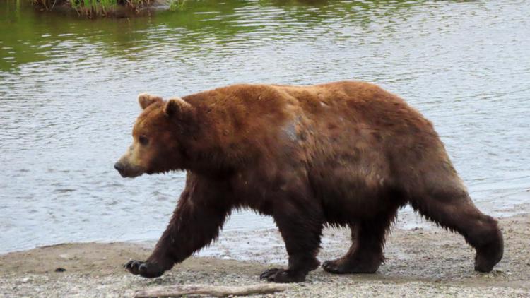 Fat Bear Week 2026 bracket: Chunk defends his crown against 15 salmon-stuffed rivals