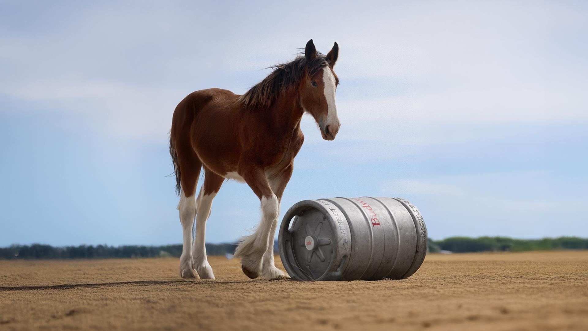 Budweiser S Super Bowl 2025 Commercial Shows Clydesdale Foal Making 1st D7b85dd3 Fc9d 4670 9373 A09f759ab5e9 1920x1080