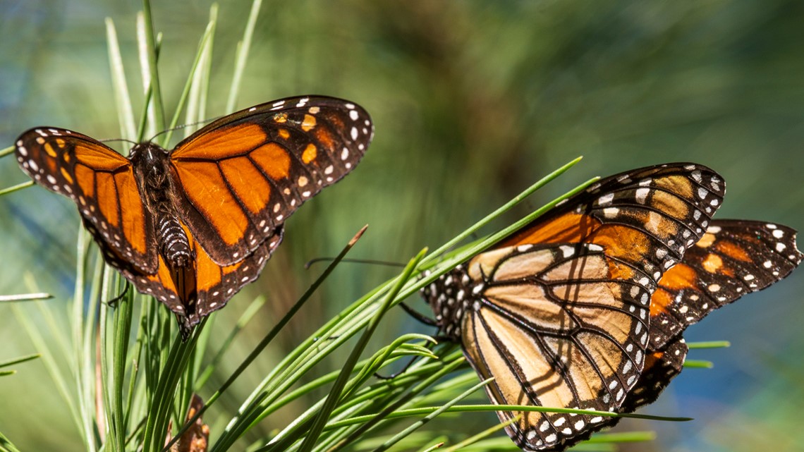 September At-Risk Species - Monarch Butterflies • Nebraskaland Magazine