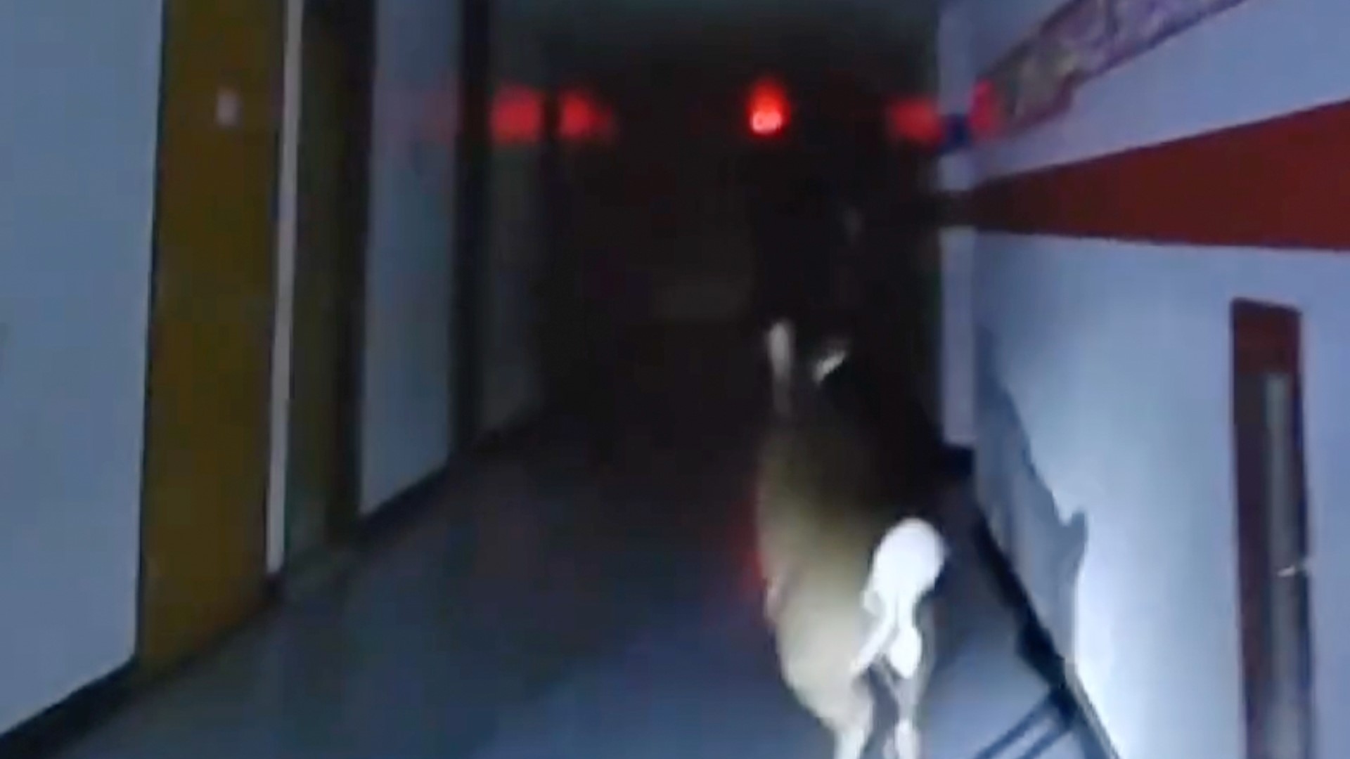 Police nicknamed the runaway deer "Rudolph" because of the holiday season.