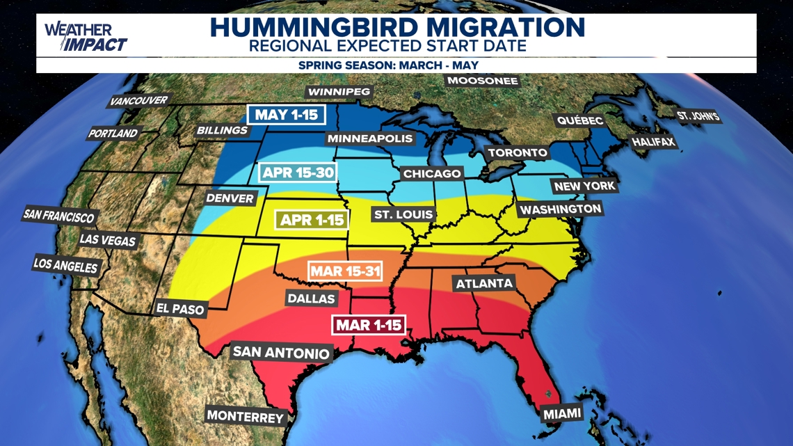 Hummingbird Flight Path The ruby-throated hummingbird migration is almost here. Here's what to ...