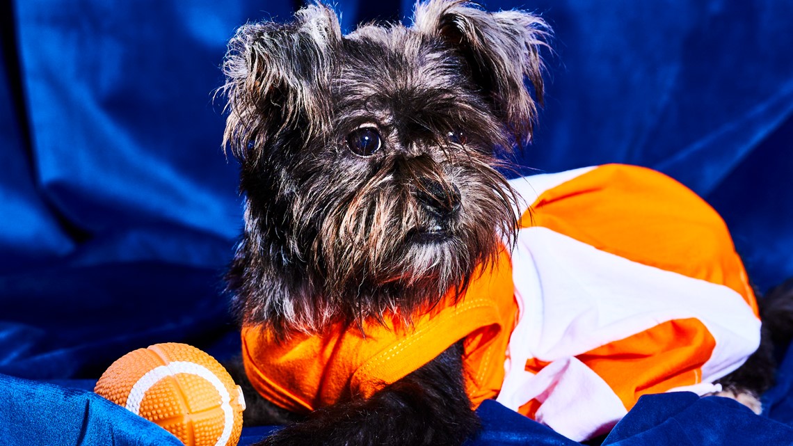 Puppy Bowl 2020: How to watch, live stream, TV channel, time 