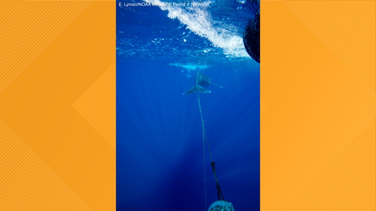 Young humpback whale freed from mooring line, buoy off Hawaii