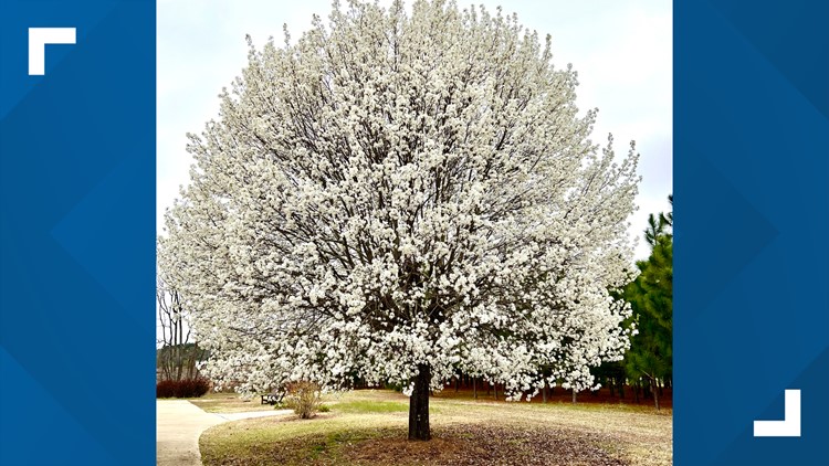 Once the darling of developers, Callery pear trees could be banned in several states