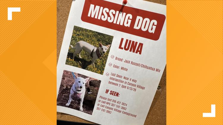 Disappearing Dog: Search for missing pup in Yellowstone is under pressure as winter nears