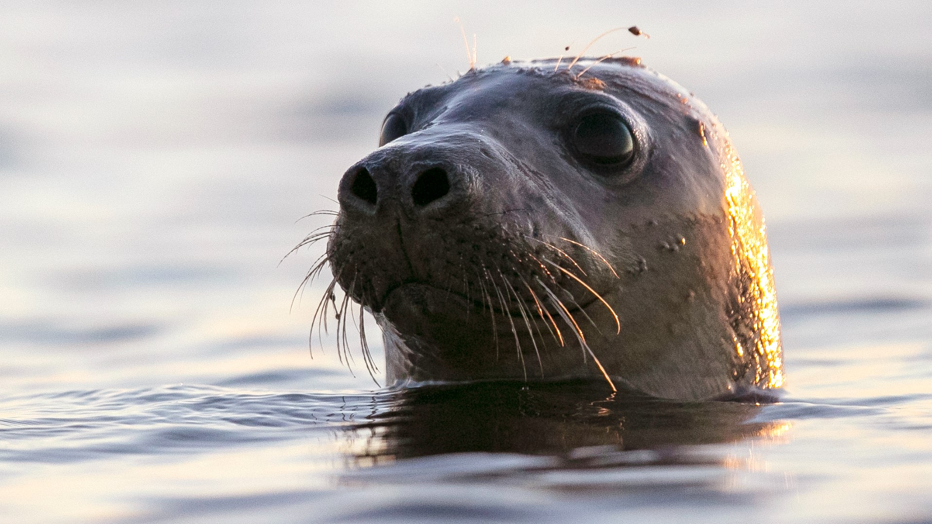 High number of Maine seal deaths linked to bird flu, feds say | fox43.com