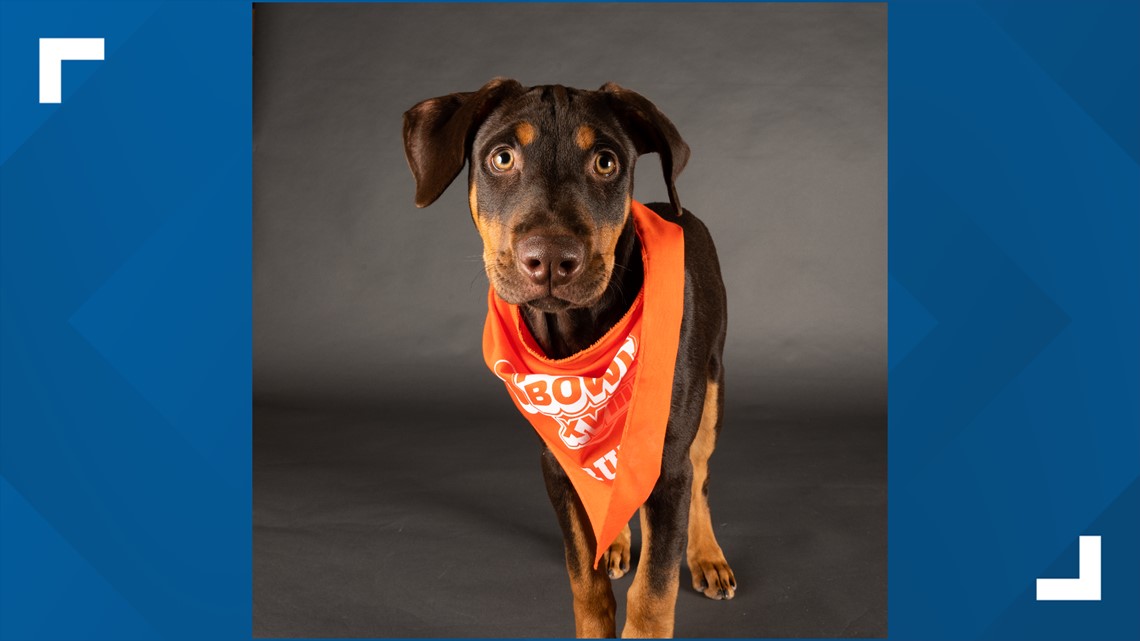 Puppy Bowl 2022 Photos: Meet the Adorable, Adoptable Starting Lineup