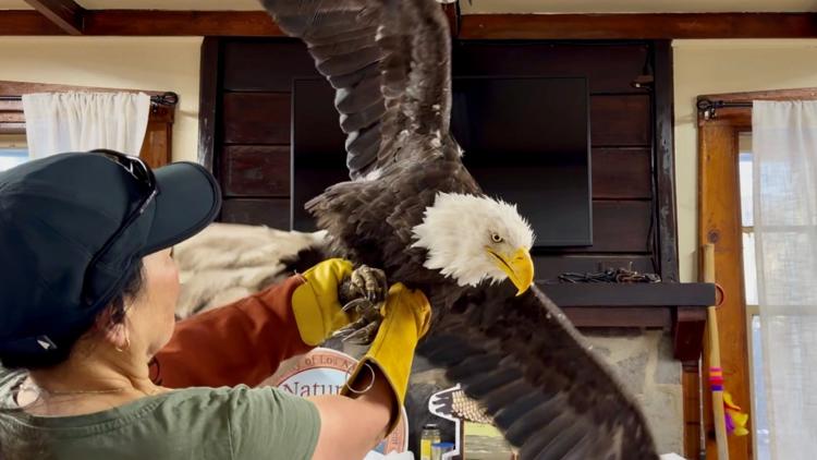 New details released about Jackie the bald eagle's final days