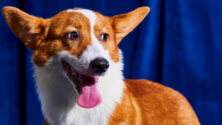 Puppy Bowl 2023 lineup: Meet the adoptable dogs in the game