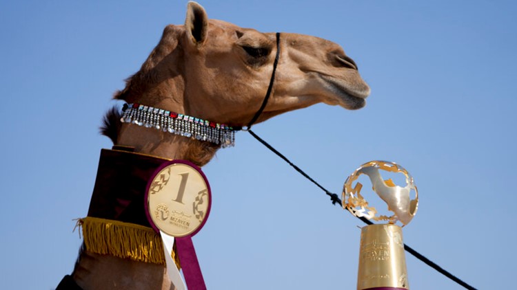 Camels compete in bejeweled collars in World Cup pageant