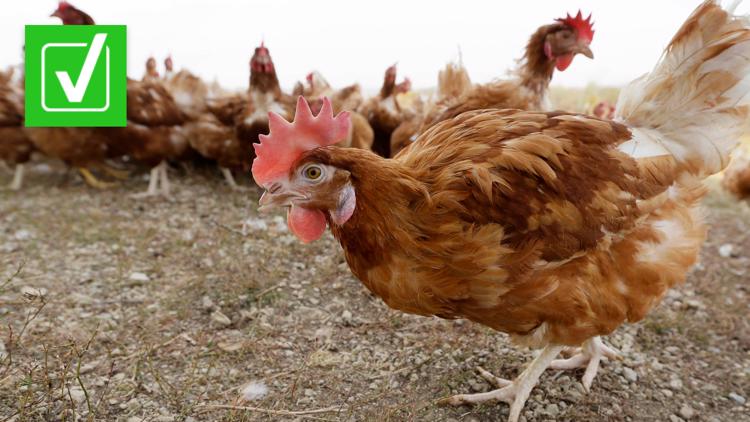 1st human case of H5 bird flu reported in Colorado
